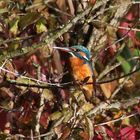 Eisvogeldame an einem sonnigen Herbsttag