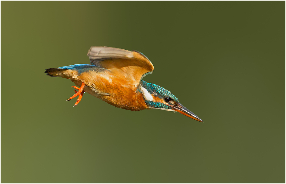 Eisvogeldame auf dem Weg zum Säubern