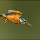 Eisvogeldame auf dem Weg zum Säubern