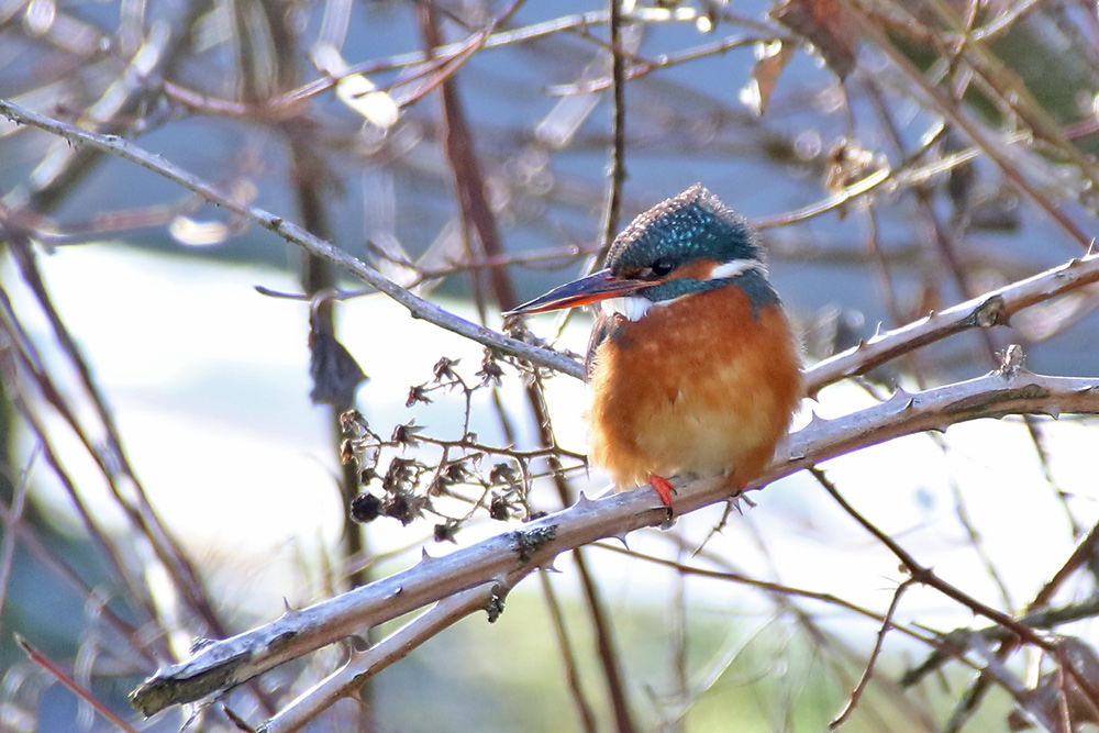 Eisvogeldame bei Sonnenschein