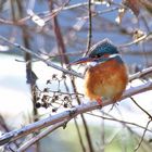 Eisvogeldame bei Sonnenschein