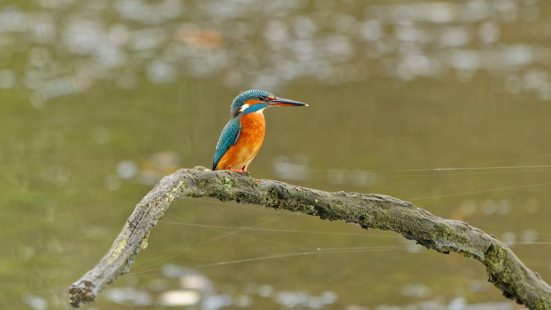 Eisvogeldame frei auf dem Ast