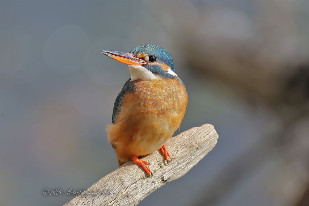 Eisvogeldame heute Vormittag