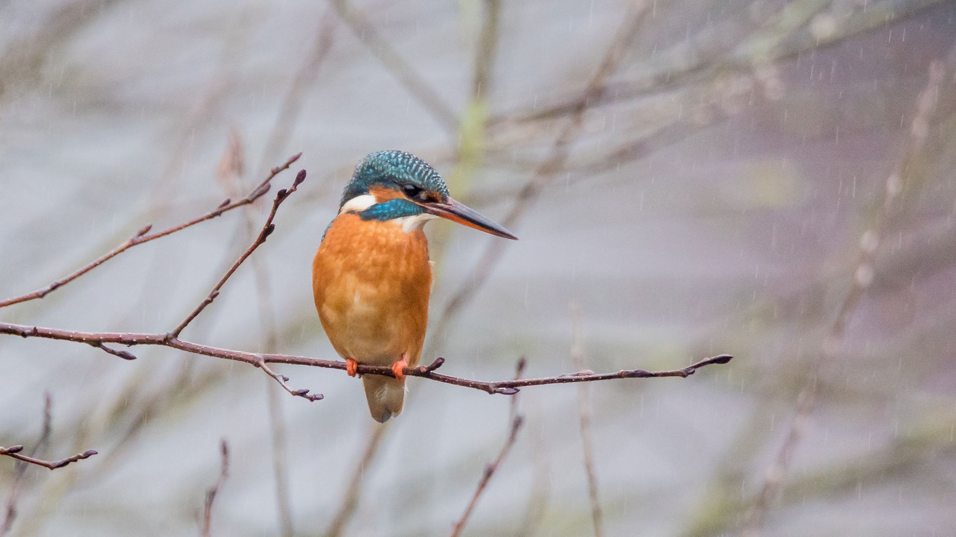 Eisvogeldame im Regen 