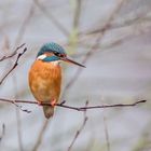 Eisvogeldame im Regen 