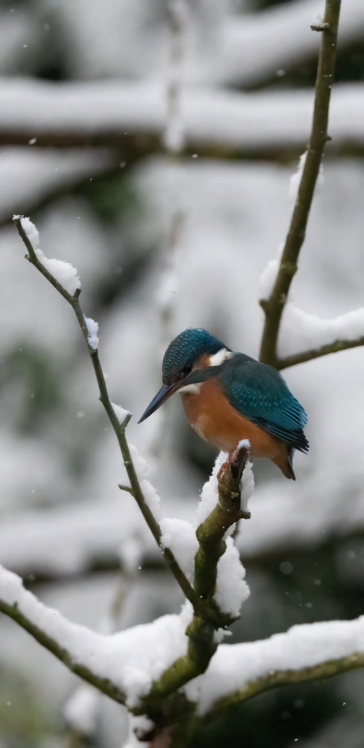 Eisvogeldame im Schnee