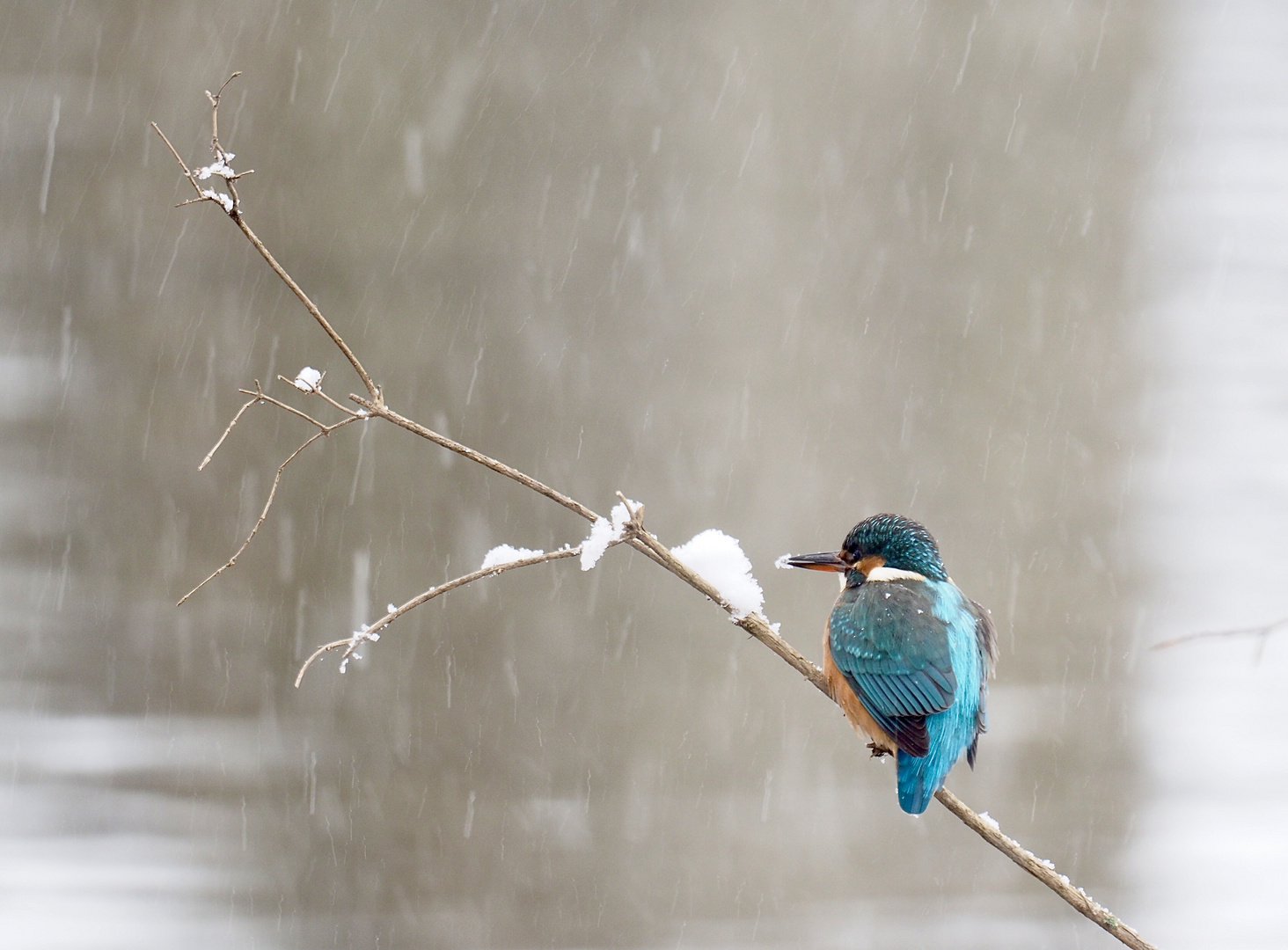 Eisvogeldame im Schneegestöber