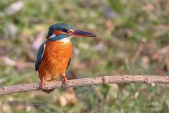 Eisvogeldame im Sonnenschein