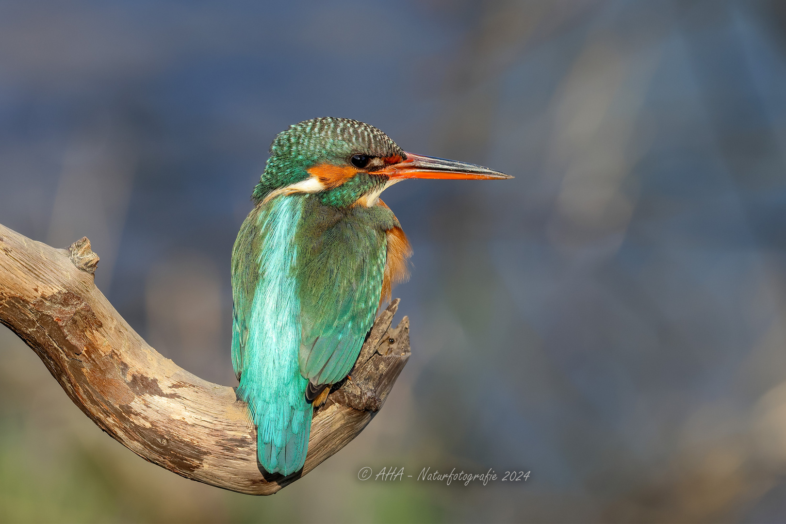 Eisvogeldame in der Nachmittagssonne