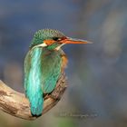 Eisvogeldame in der Nachmittagssonne