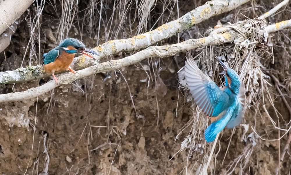 Eisvogeldame kritisiert Männchen :-)