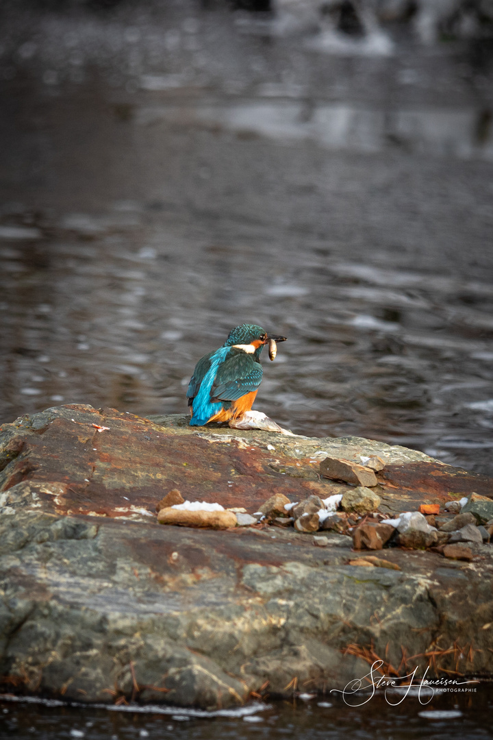 Eisvogeldame mit Erfolg