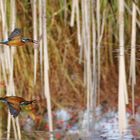 Eisvogeldame mit Fischbeute im Flug