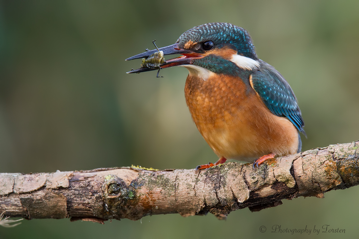 Eisvogeldame mit Libellenlarve.