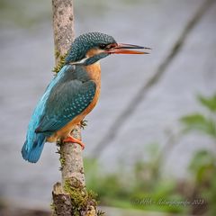 Eisvogeldame taufrisch von heute