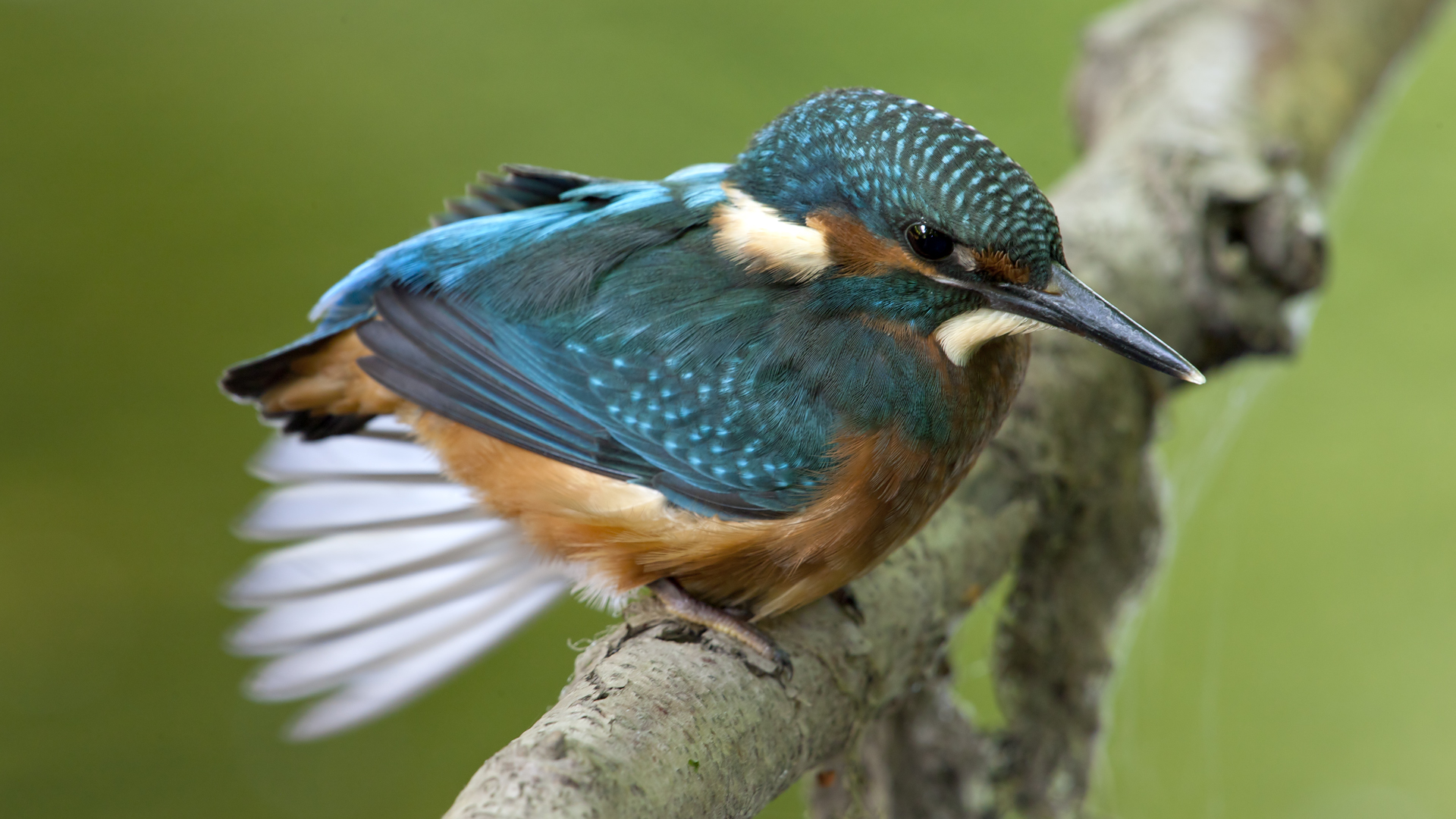 Eisvogel___Dehnuebungen