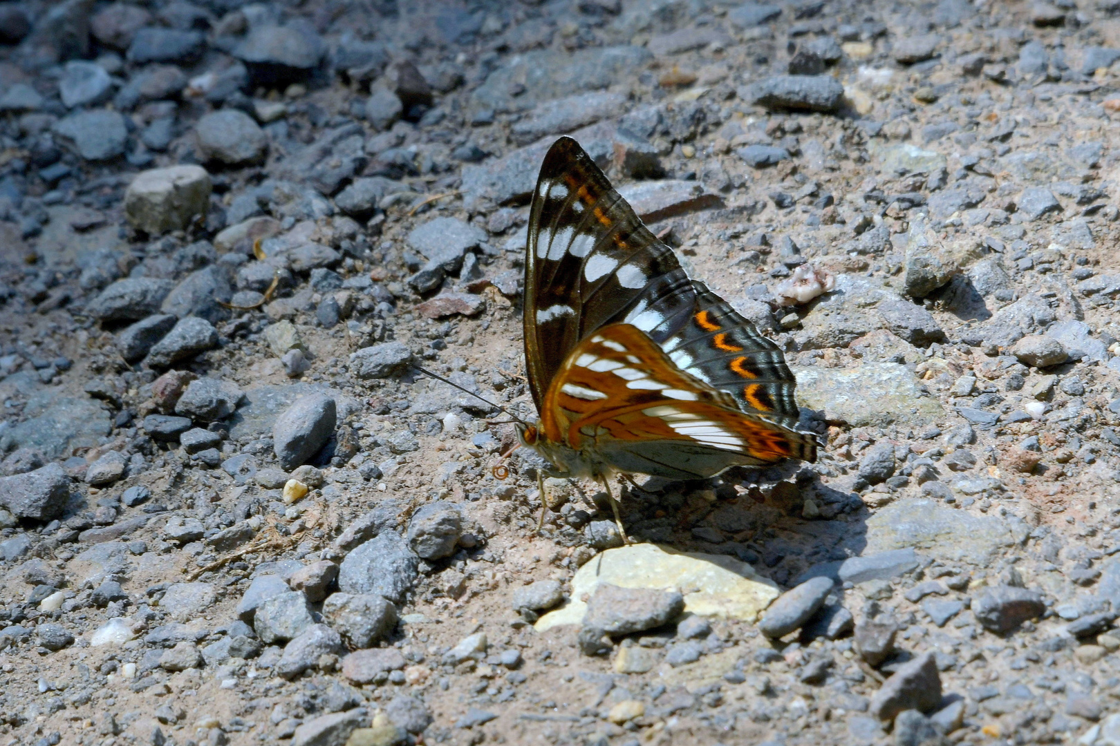 Eisvogelfalter im Laufschritt über den Waldweg