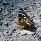 Eisvogelfalter im Laufschritt über den Waldweg