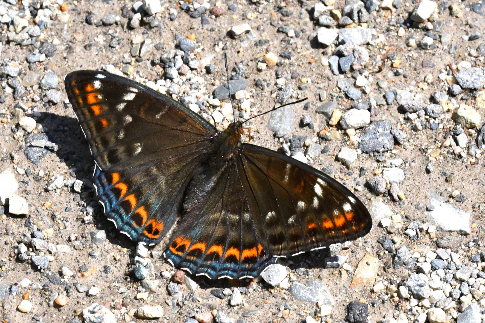 Eisvogelfalter von nahezu senkrecht darüber