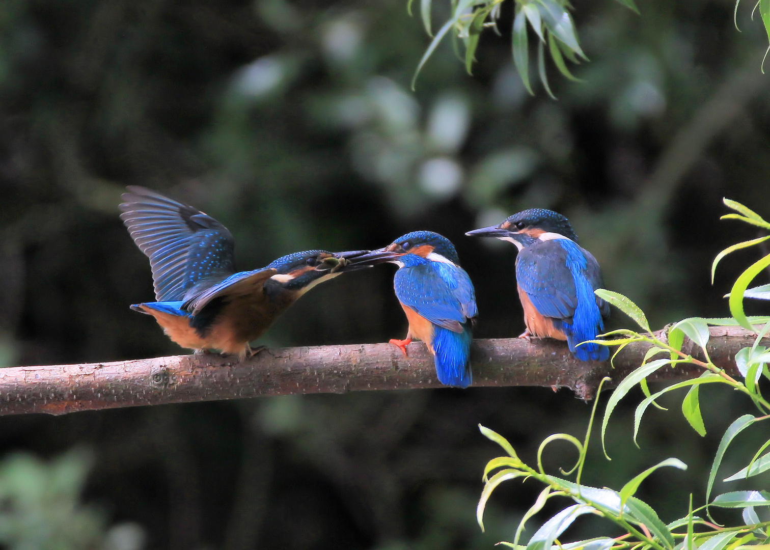 Eisvogelfamilie