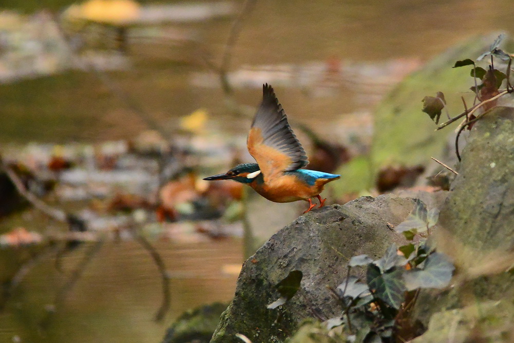 Eisvogelflug