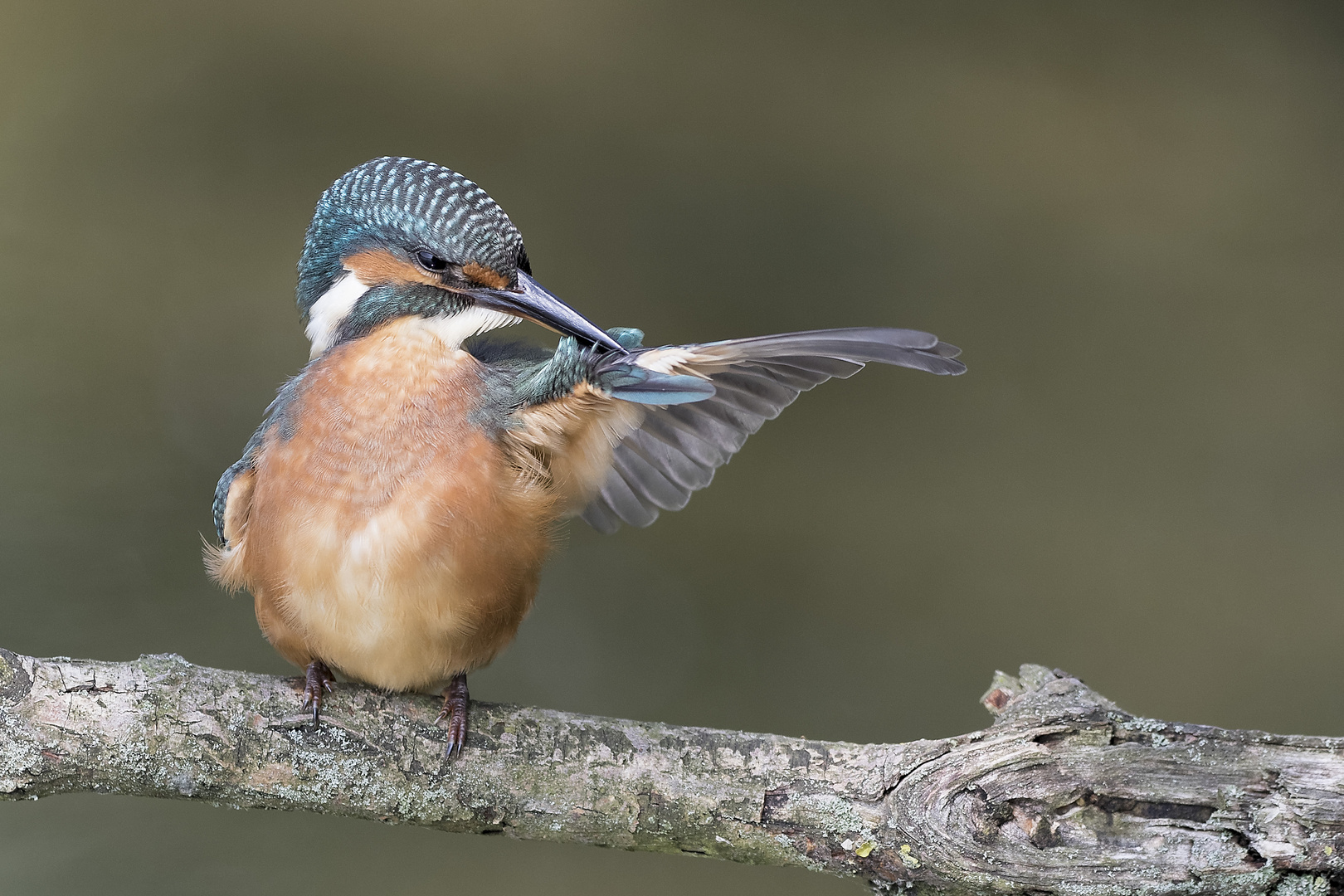 Eisvogel_Gefiederpflege_li