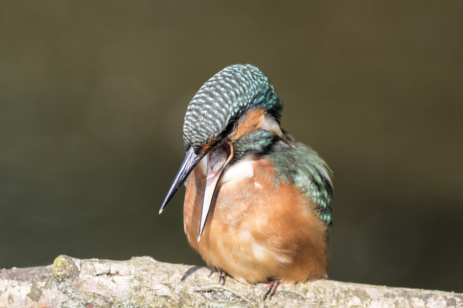 Eisvogel_Gewölle