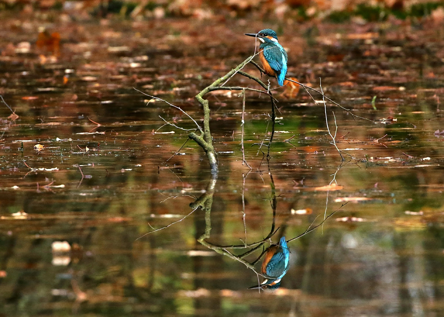 Eisvogelimpressionen (2)