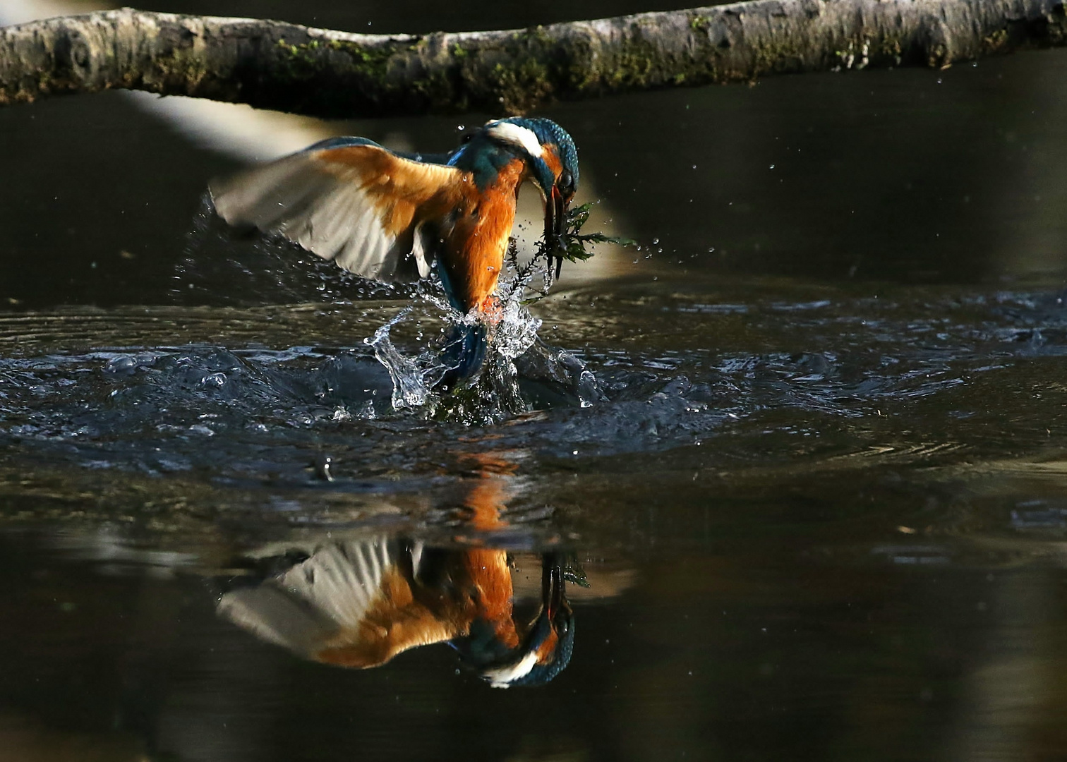 Eisvogelimpressionen (7)