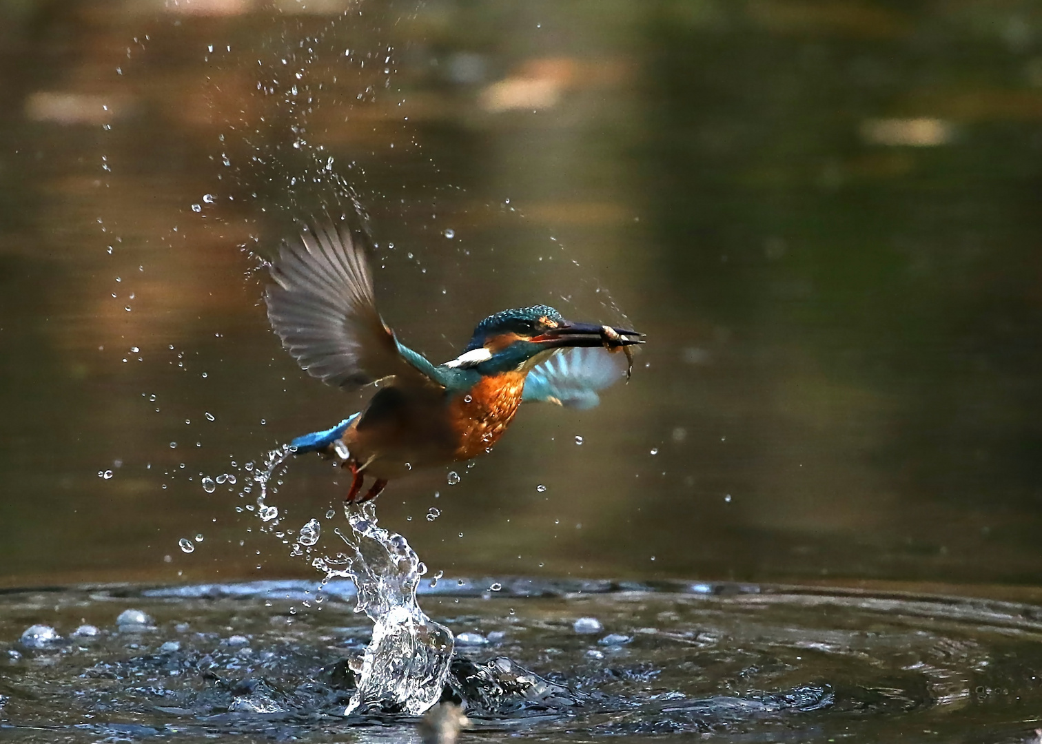 Eisvogelimpressionen (8)