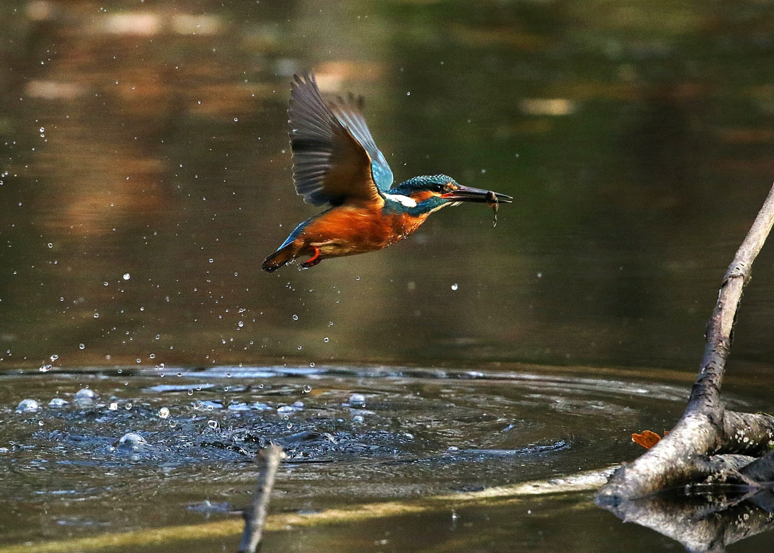 Eisvogelimpressionen (9)