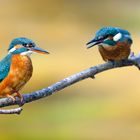 EISVOGELJUNGES BETTELT MUTTERVOGEL AN