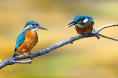 EISVOGELJUNGES BETTELT MUTTERVOGEL AN