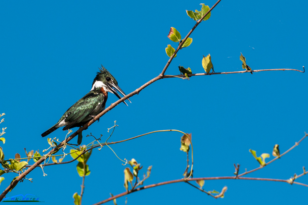 Eisvogel/Kingfisher