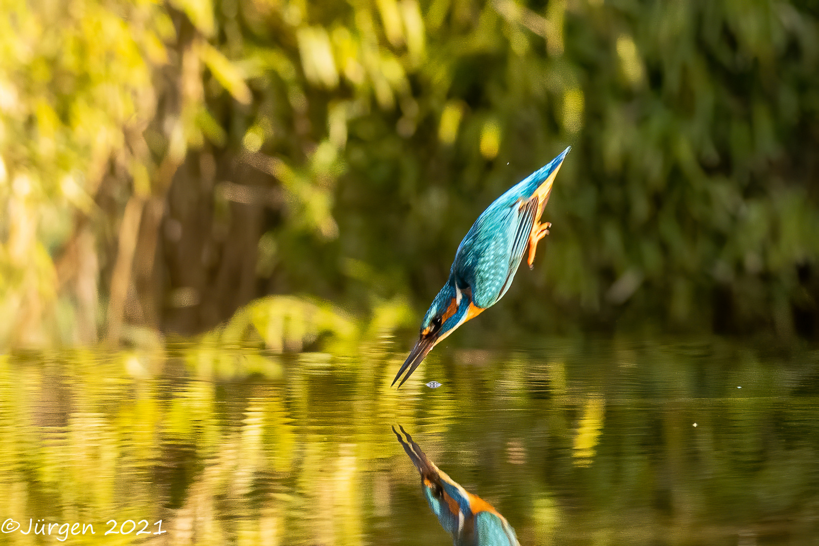 Eisvogel(Kingfisher)