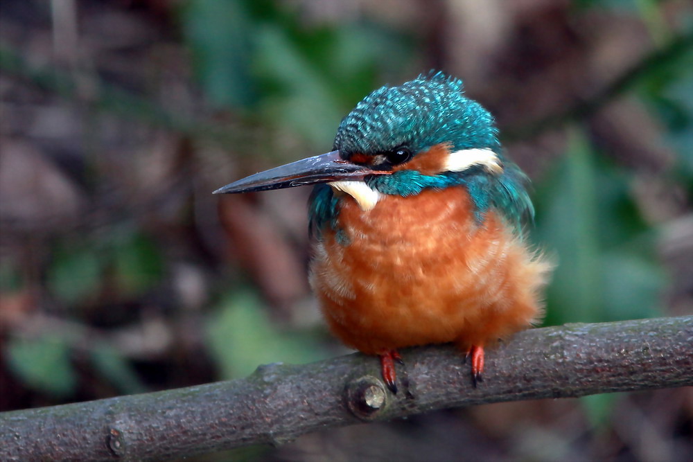 Eisvogelmännchen