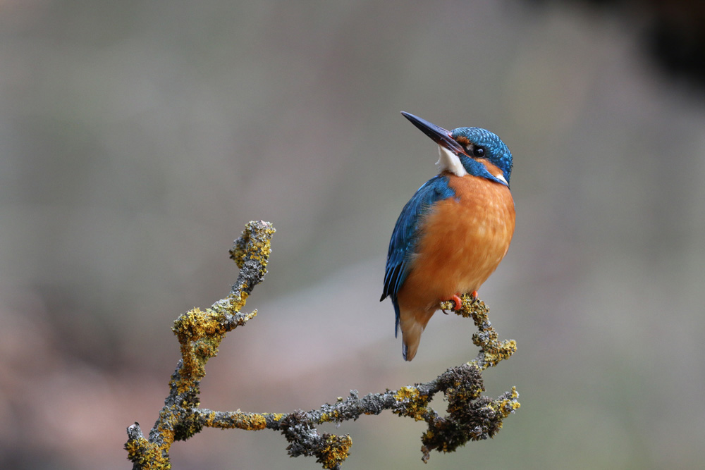 Eisvogelmännchen