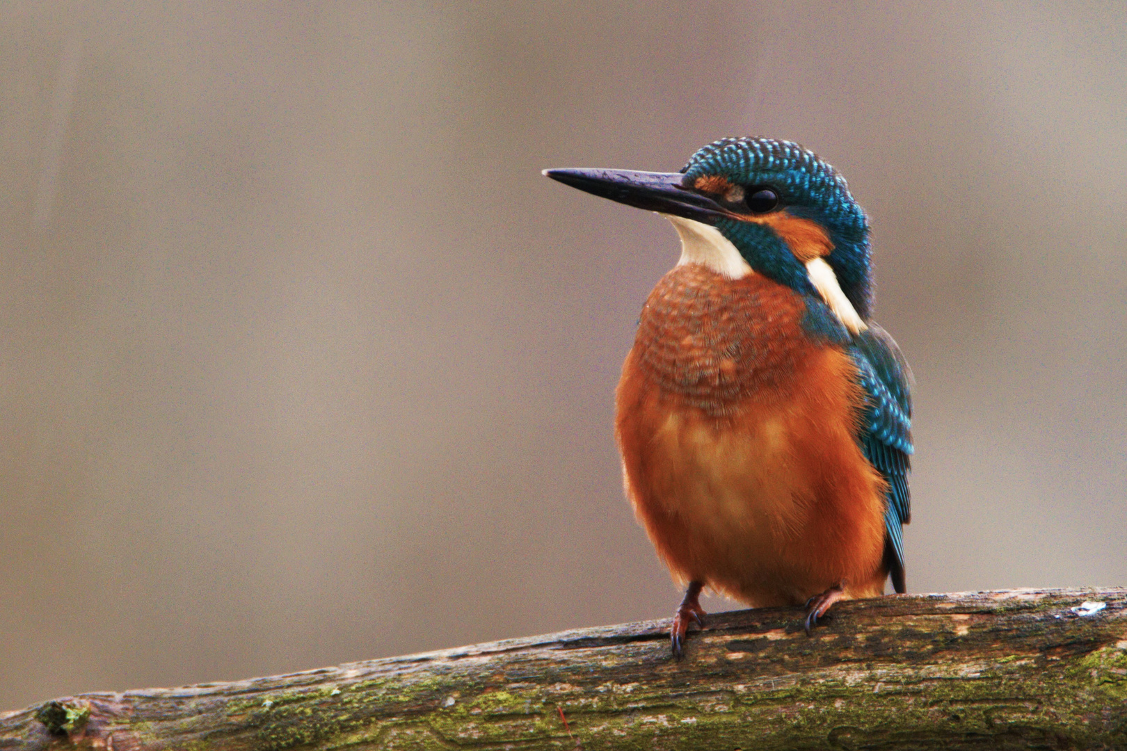 Eisvogelmännchen an der Goitzsche