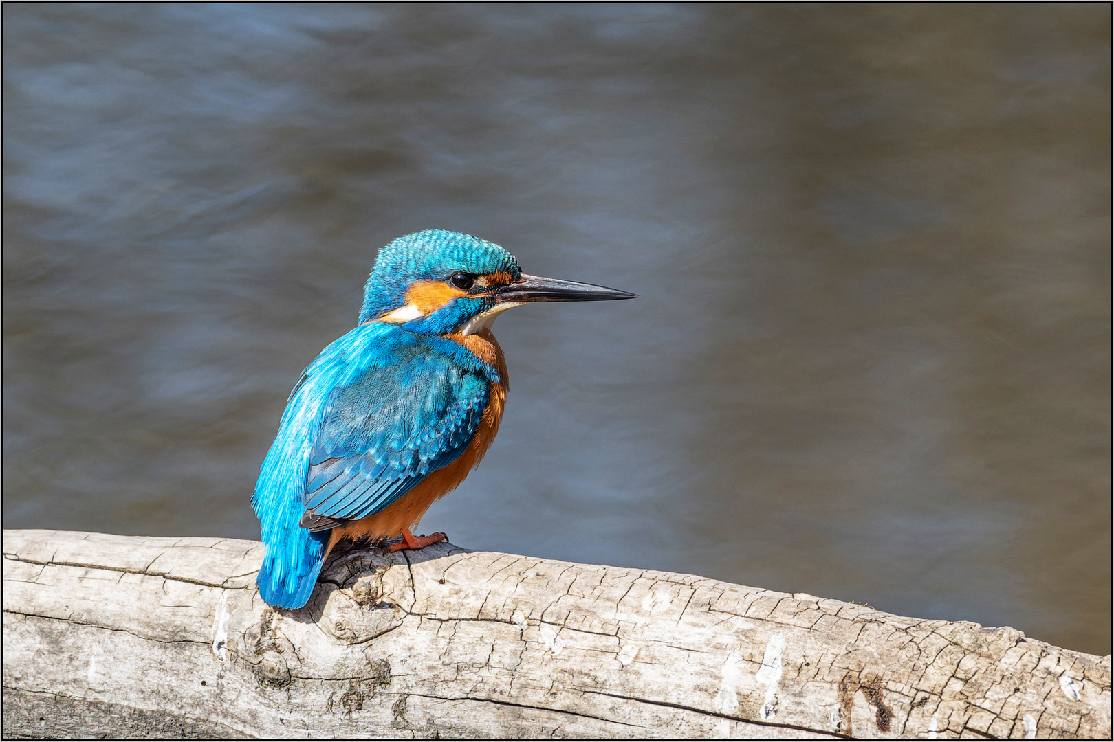 Eisvogelmännchen auf Brautschau