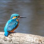 Eisvogelmännchen auf Brautschau