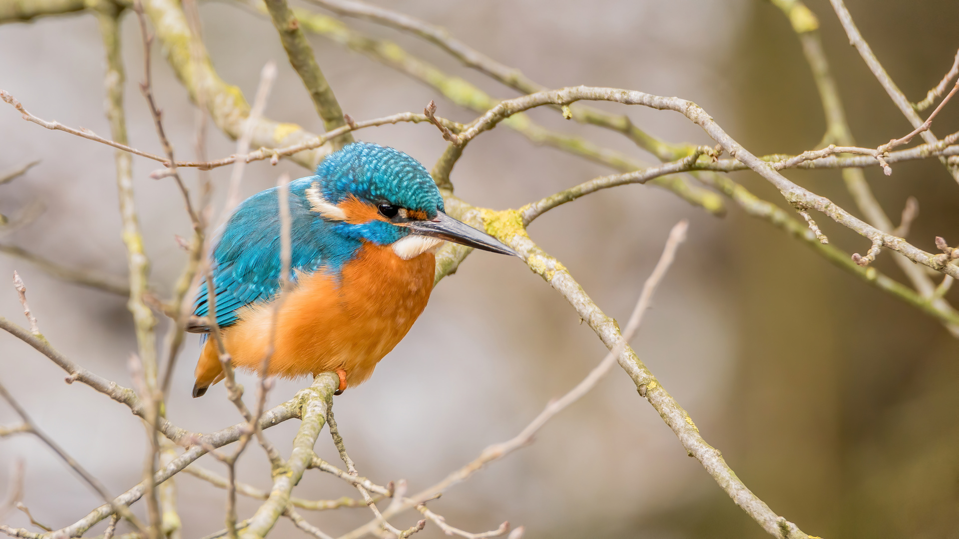 Eisvogelmännchen aus bester Nähe