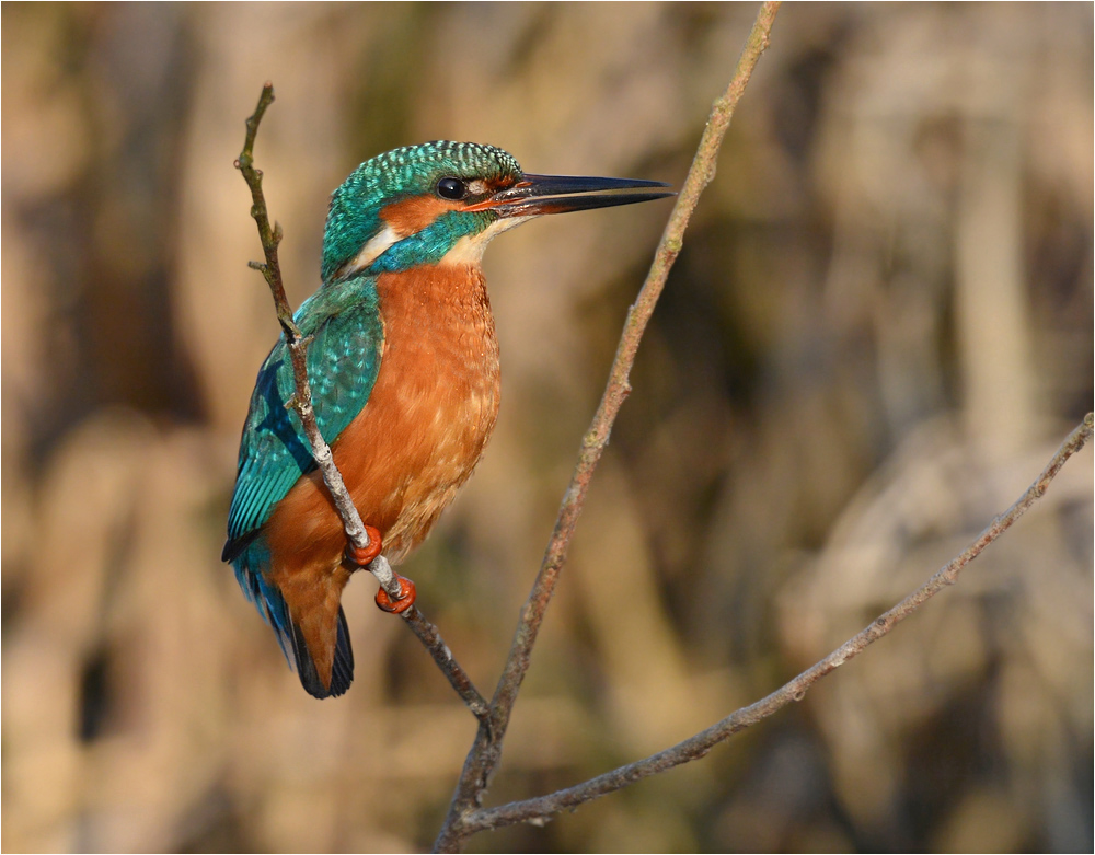 Eisvogelmännchen