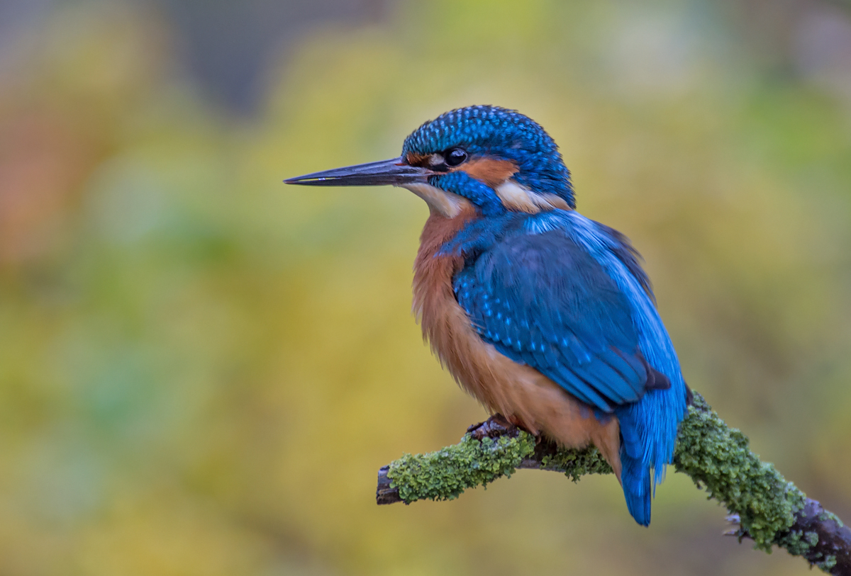 Eisvogelmännchen im Herbst