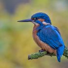 Eisvogelmännchen im Herbst