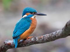 Eisvogel_maennlich