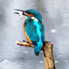 --- Eisvogelmann --- ( Alcedo atthis )