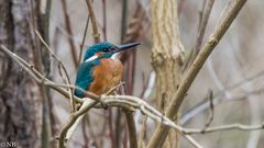 "Eisvogelmann auf Ansitzwarte am Fluss 2023"