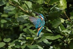 Eisvogelmann im Anflug