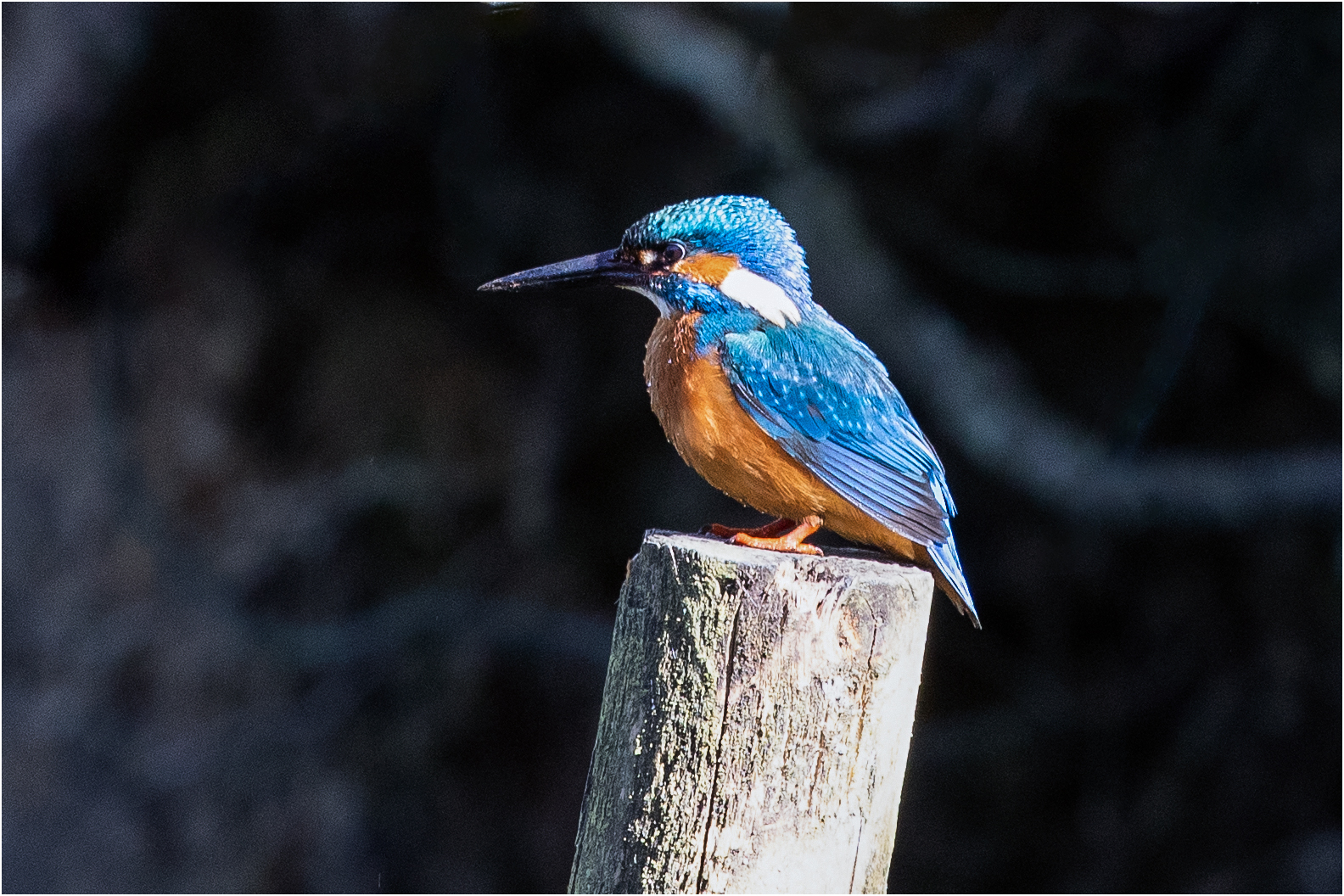 Eisvogelmann im Sonnenschein  .....