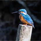 Eisvogelmann im Sonnenschein  .....